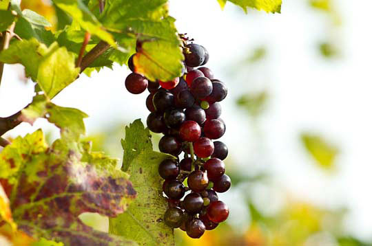 智能负载分配的在线DDOS平台攻击